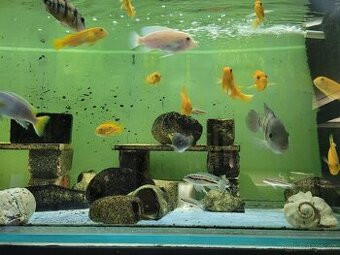 Akvárium 370 litrů - 1