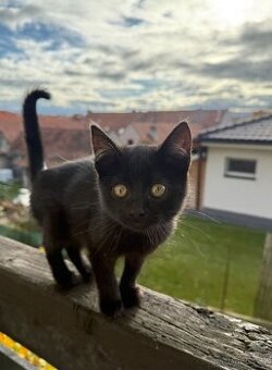 Darujeme odčervená koťatka - holčičky