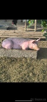 Prodám jatečné prase. 🐷 pouze živé
