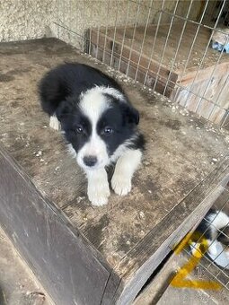 Štěňátko  Border Kolie bez PP - 1