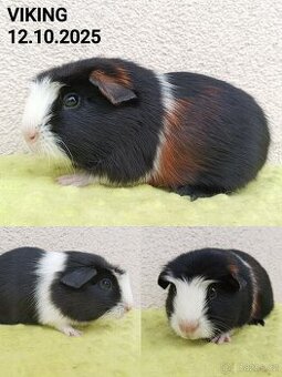 Morče - samec Viking