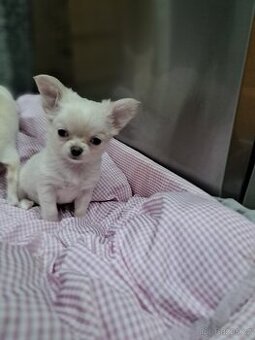 Čivava mini fenečka - 1