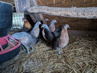 Holandská zakrslá slepice