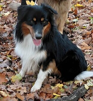 Border kolie - 1