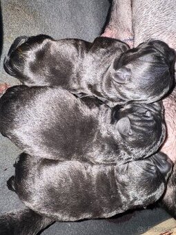 Stafordšírský bulteriér s PP