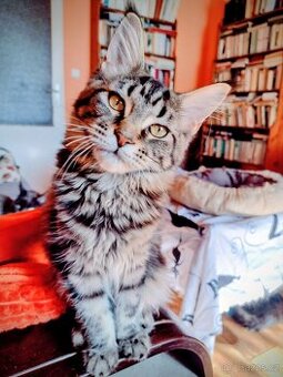 Prodám mainské mývalí kočičky s PP