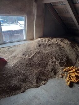 Obilí ječmen a pšenice