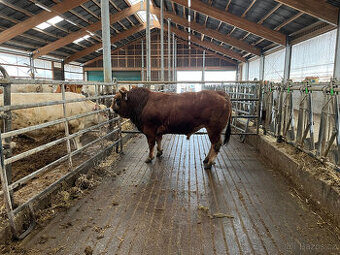 Prodám plemenného býčka Parthenais