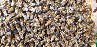 F1 matky Buckfast VSH