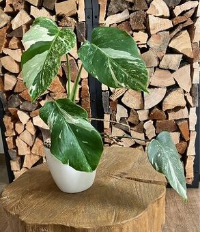 Monstera albo variegata