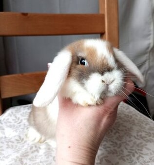 Zakrslý beránek králíček