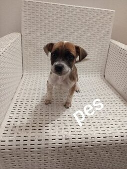 Americký stafordšírský teriér bez pp