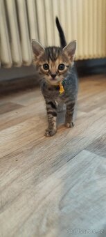 Koťata bengálská x sibiřskou