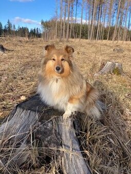 Hledáme samce ke krytí sheltie bez PP