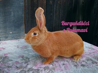 BURGUNDSKÝ králík s PP - SAMIČKA ja7⭐️⭐️⭐️