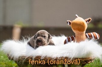 Americký stafordšírský terier