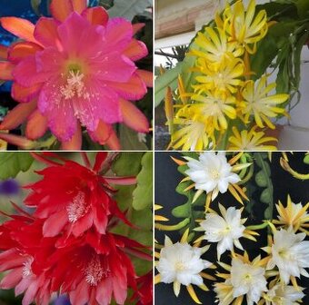 Fylokaktusy - Epiphyllum- 4 druhy