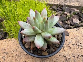 Dužnatka (Echeveria) - 1