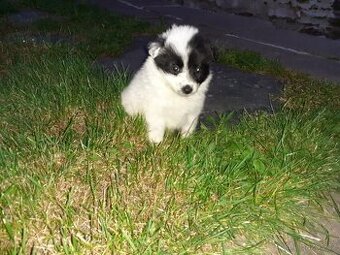 Německý špic pomerian