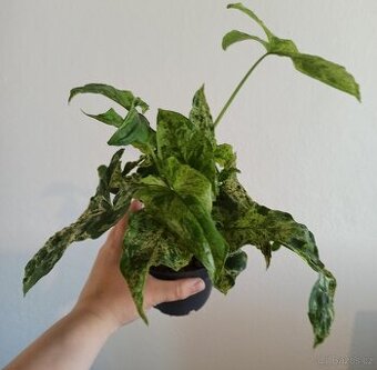 Syngonium mojito