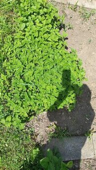Meduňka, odkopky