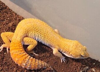 White&Yellow het Tremper Albino het Eclipse pos Super Hypo T - 1