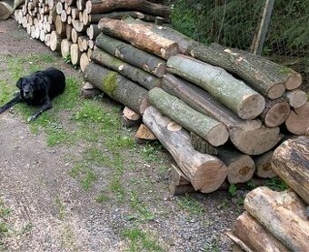 Tvrdé palivové dřevo.