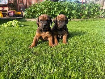 Rhodéský ridgeback pejsek bez PP