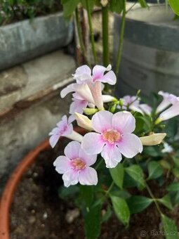 Pandorea jasminoides