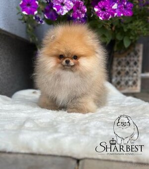 Pomeranian s PP FCI, kluk
