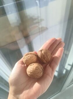 Vlašské ořechy, hrušky  , Vánoční cukroví