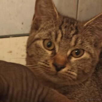 Prenechám krásného kocourka