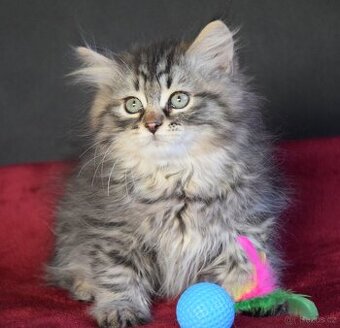 Sibiřské kotě s PP