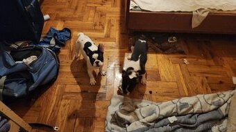 Francouzský buldoček