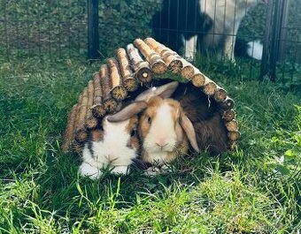 Minilop, zakrslí králíčci