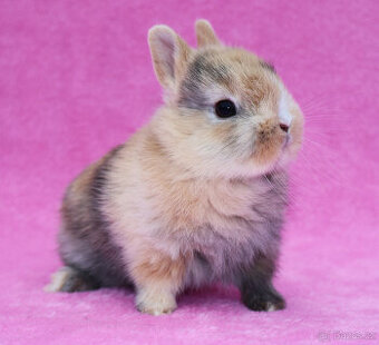 Zakrslý krátkouchý králíček , malinká samička .
