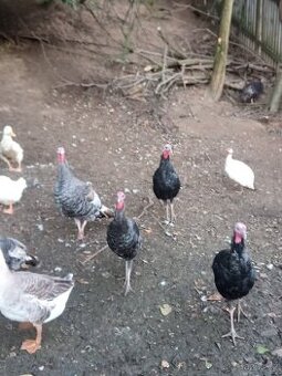 Prodám krůty bronzový