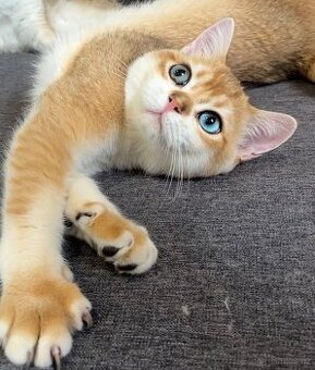 Britský kocour, černě zlatý s rozdílnýma očima zelené-modré