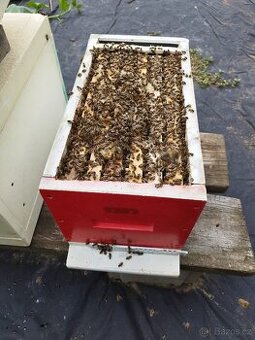 Včelí oddělky 2026 + dovoz
