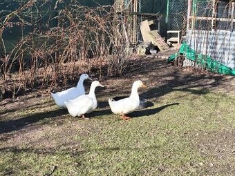 Násadová vejce kachen