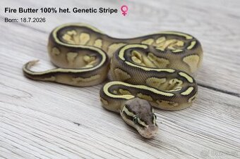 Krajta královská Fire Butter 100% het. Genetic Stripe