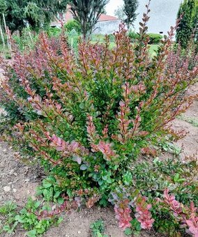 Berberis atropurpurea