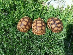 Želva ostruhatá, roční želvičky /Brno venkov
