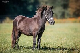 Falabella hřebec ( minihorse miny pony ) - 1