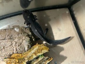 Axolotl mexický + akvárium + stolek