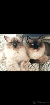 Ragdoll krytí