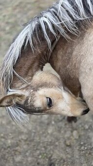 QH x arab