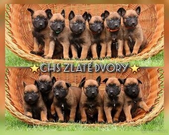 Štěňata Belgický ovčák Malinois s PP po Edward Ad-Gür