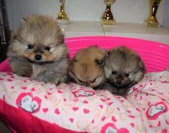 Pomeranian boo