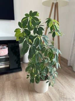 Pokojová kytka Schefflera